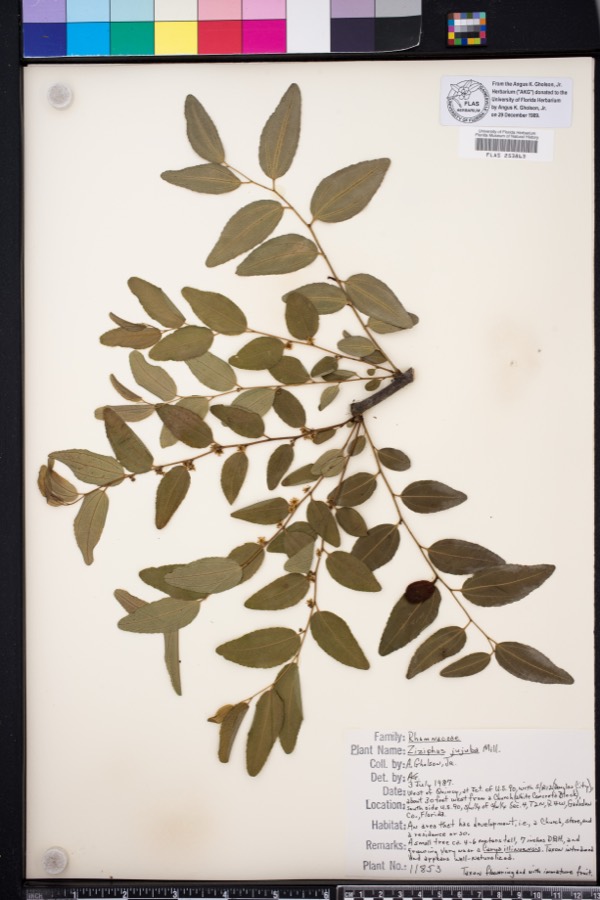 Ảnh minh hoạ Táo Ta (Zizyphus jujuba) 4