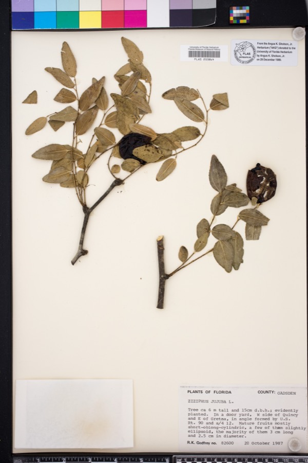 Ảnh minh hoạ Táo Ta (Zizyphus jujuba) 5