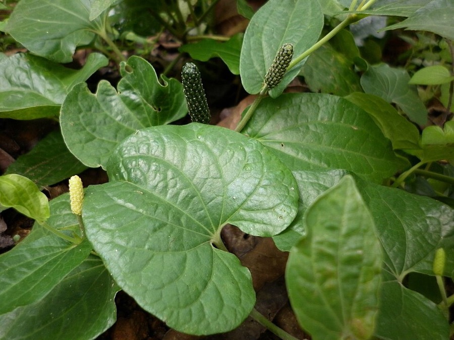 Ảnh minh hoạ Tất Bát (Piper longum) 5