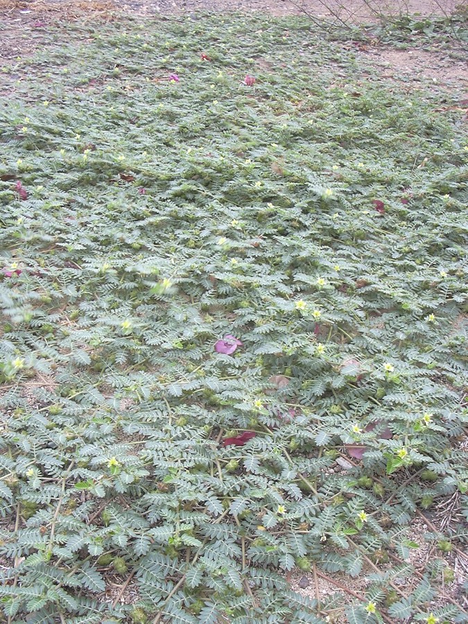 Ảnh minh hoạ Tật Lê (Tribulus terrestris) 1