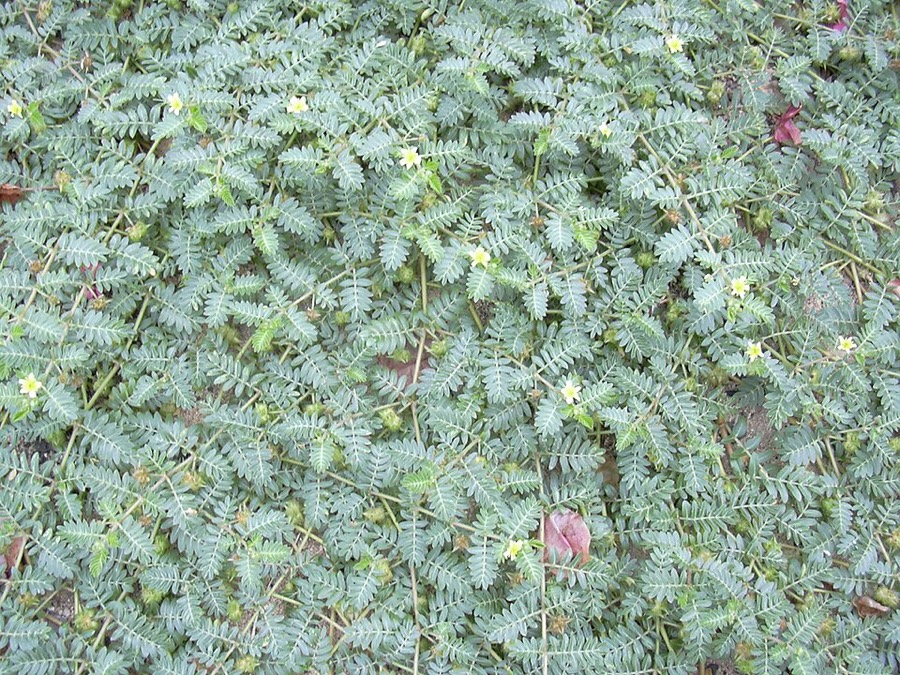 Ảnh minh hoạ Tật Lê (Tribulus terrestris) 2