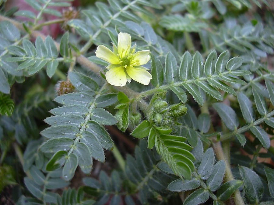 Ảnh minh hoạ Tật Lê (Tribulus terrestris) 3