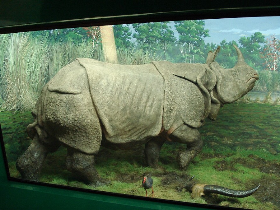 Ảnh minh hoạ Tê Giác (Rhinoceros unicornis) 4