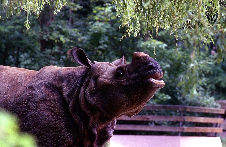 Ảnh minh hoạ Tê Giác (Rhinoceros unicornis) 5
