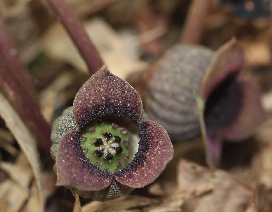 Ảnh minh hoạ Tế Tân (Asarum sieboldii) 4