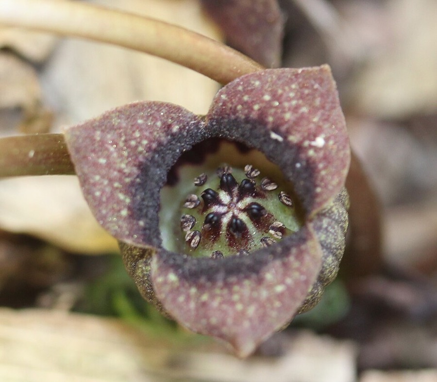 Ảnh minh hoạ Tế Tân (Asarum sieboldii) 5