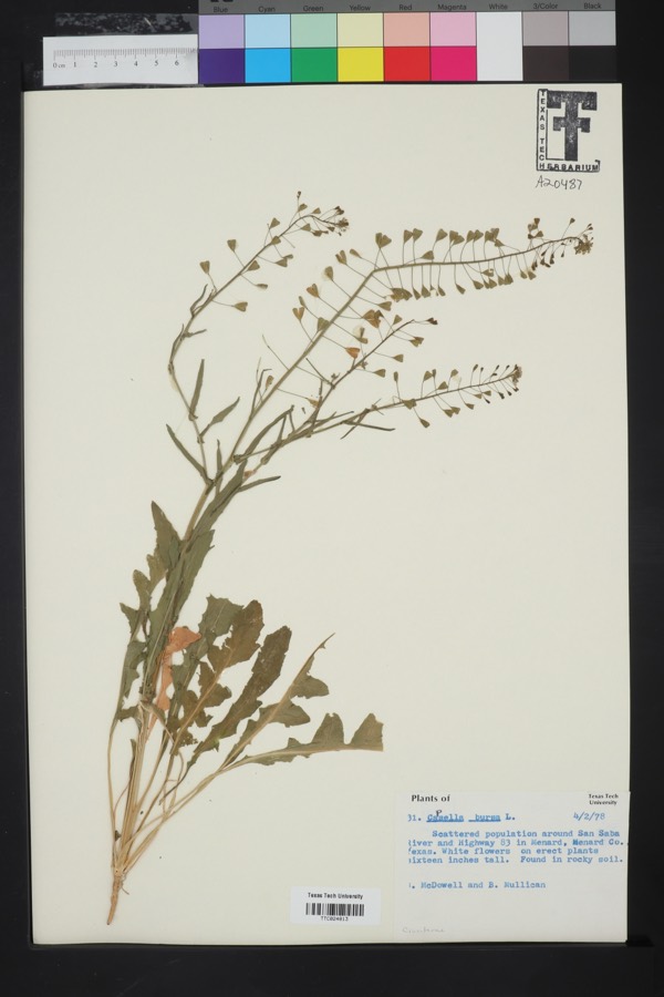 Ảnh minh hoạ Tề Thái (Capsella bursa) 4