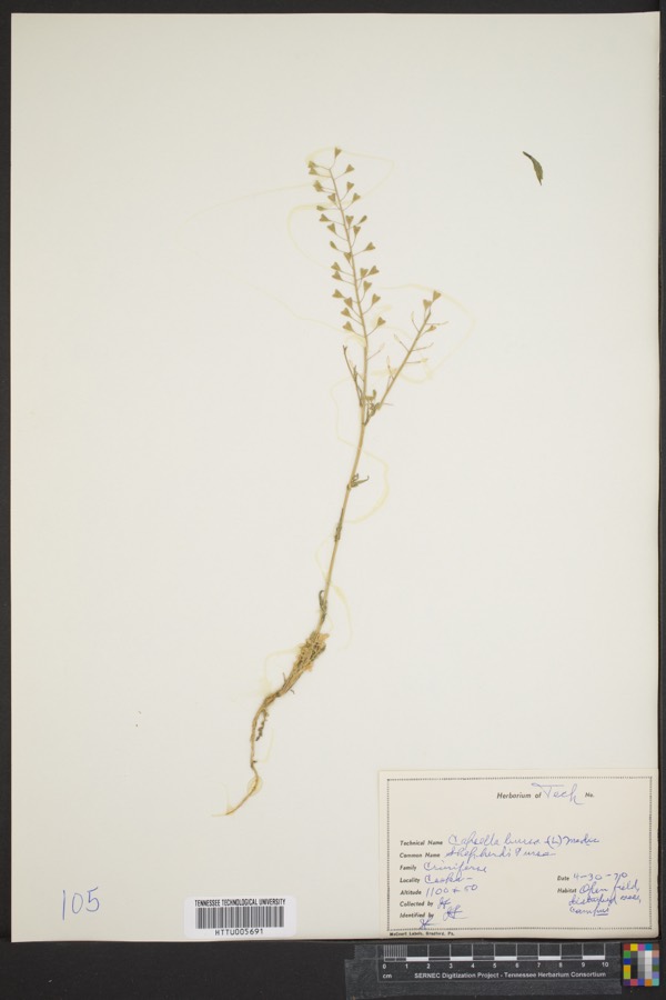 Ảnh minh hoạ Tề Thái (Capsella bursa) 5