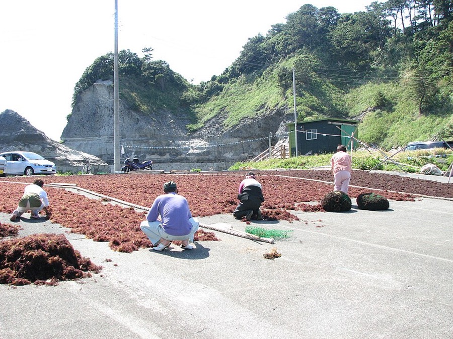 Ảnh minh hoạ Thạch (Agar) 2