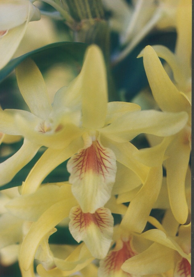 Ảnh minh hoạ Thạch Hộc (Dendrobium nobile) 4