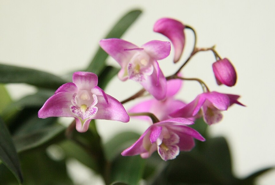 Ảnh minh hoạ Thạch Hộc (Dendrobium nobile) 5