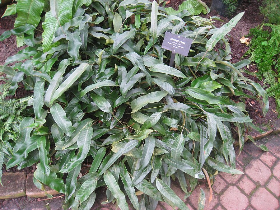 Ảnh minh hoạ Thạch Vĩ (Pyrrosia lingua) 4
