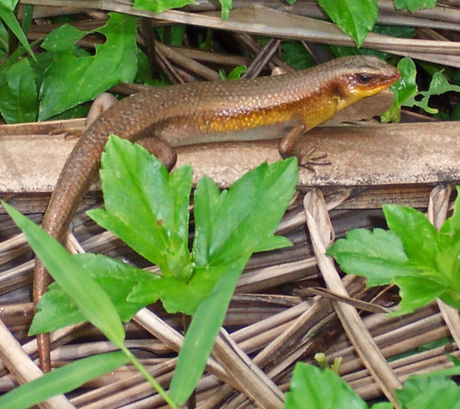 Ảnh minh hoạ Thằn Lằn (Eutropis multifasciata) 4