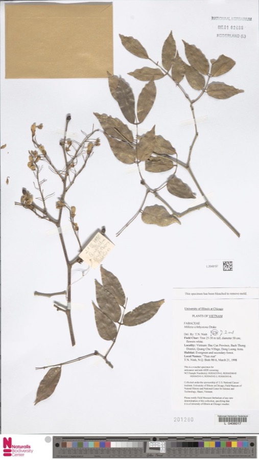 Ảnh minh hoạ Thàn Mát (Millettia ichthyochtona) 4