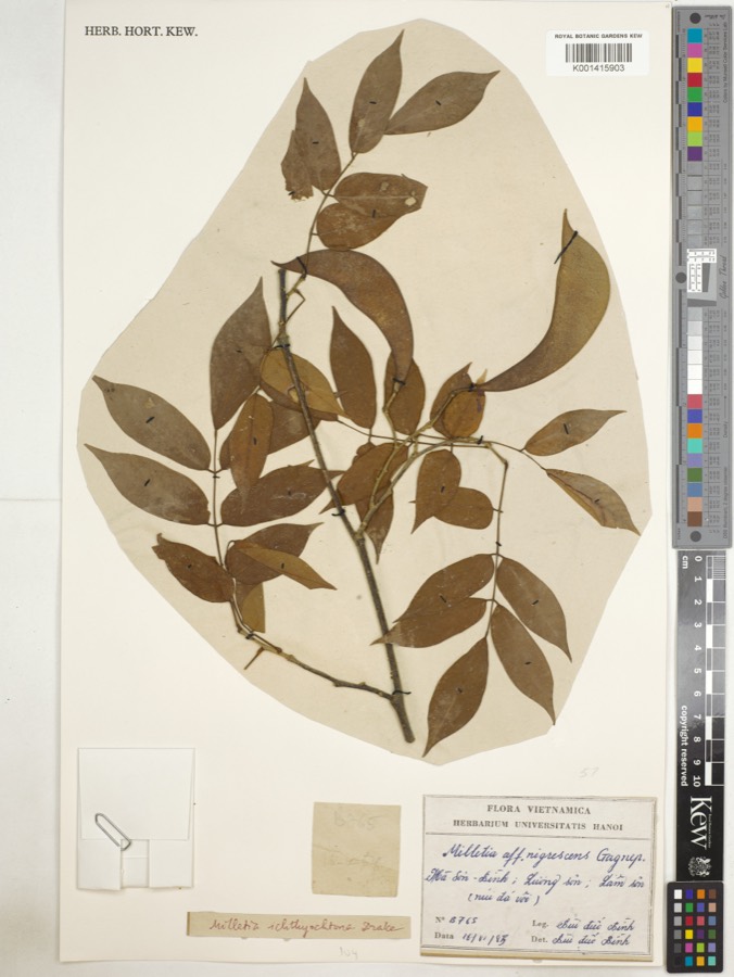 Ảnh minh hoạ Thàn Mát (Millettia ichthyochtona) 5