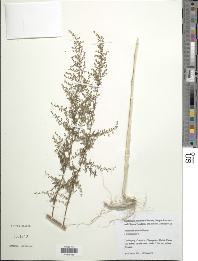 Ảnh minh hoạ Thanh Cao (Artemisia apiacea) 4