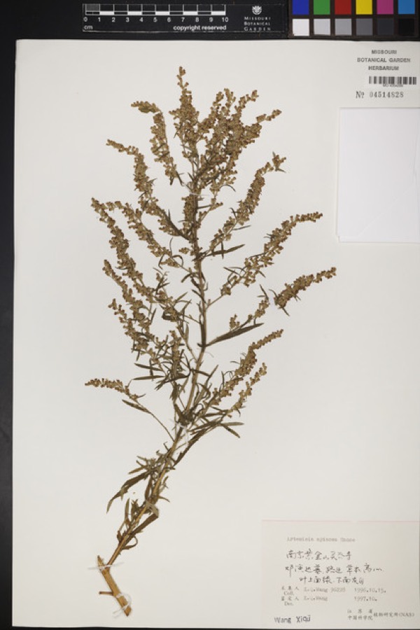 Ảnh minh hoạ Thanh Cao (Artemisia apiacea) 5