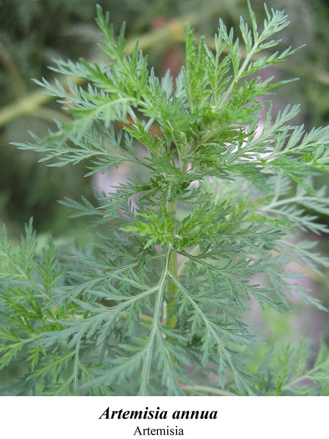 Ảnh minh hoạ Thanh Cao Hoa Vàng (Artemisia annua) 1
