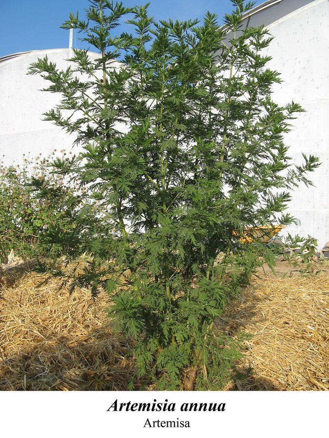 Ảnh minh hoạ Thanh Cao Hoa Vàng (Artemisia annua) 2