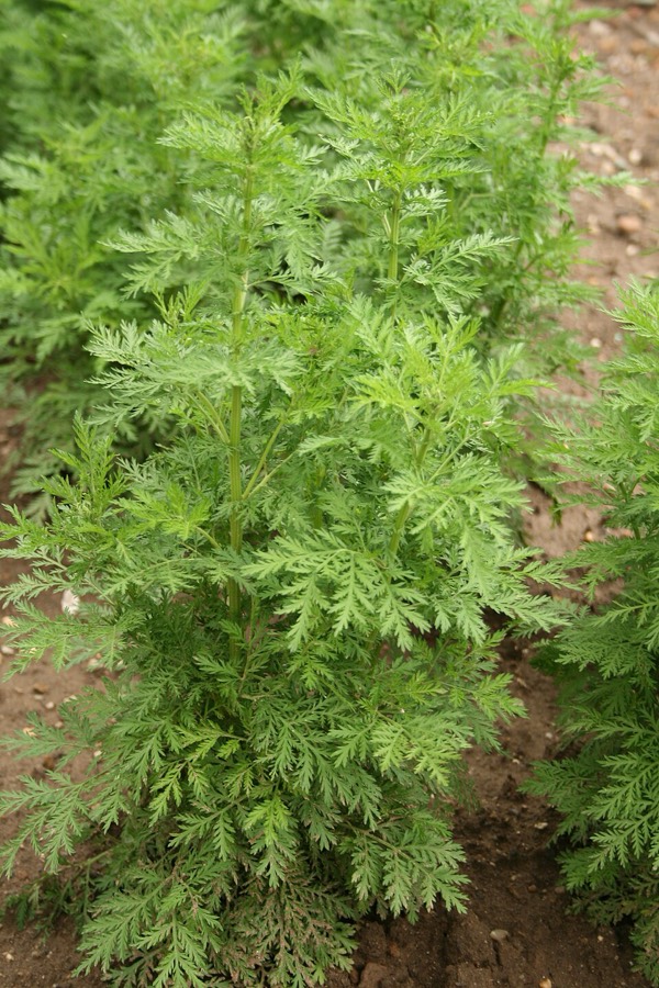 Ảnh minh hoạ Thanh Cao Hoa Vàng (Artemisia annua) 3