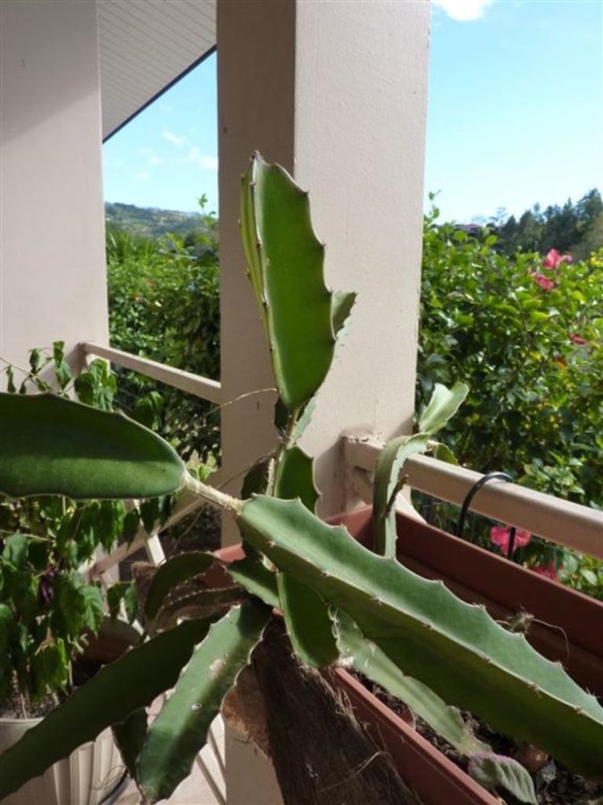 Ảnh minh hoạ Thanh Long (Hylocereus undulatus) 5