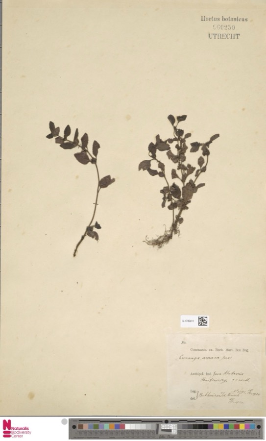 Ảnh minh hoạ Thanh Ngâm (Curanga amara) 1