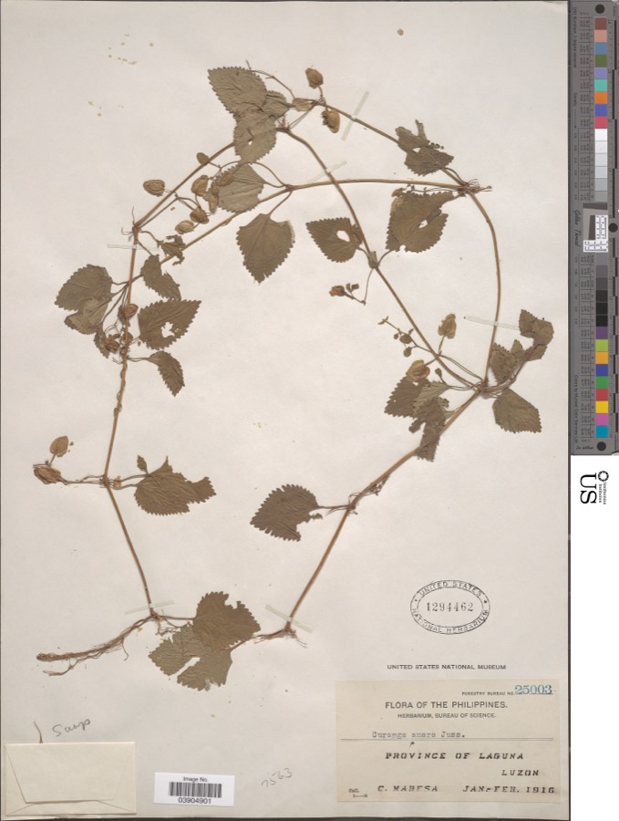 Ảnh minh hoạ Thanh Ngâm (Curanga amara) 2