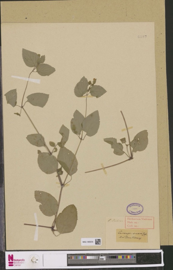 Ảnh minh hoạ Thanh Ngâm (Curanga amara) 3