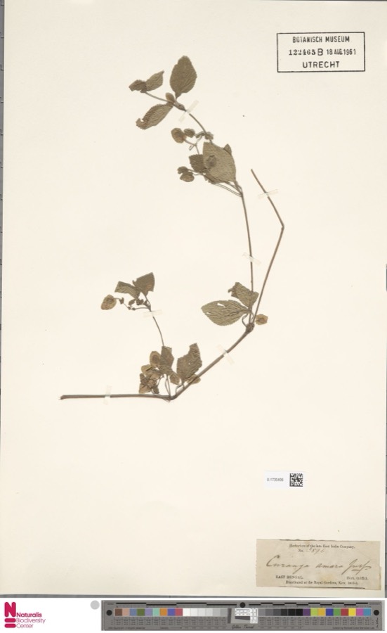 Ảnh minh hoạ Thanh Ngâm (Curanga amara) 4