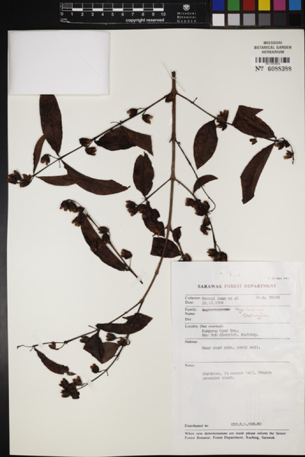 Ảnh minh hoạ Thành Ngạnh (Cratoxylon prunifolium) 4