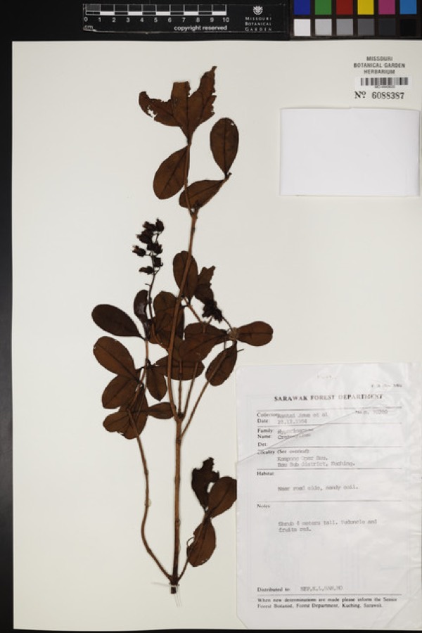 Ảnh minh hoạ Thành Ngạnh (Cratoxylon prunifolium) 5