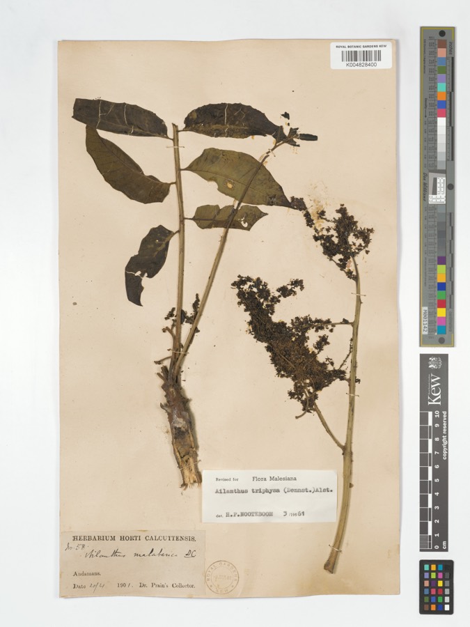 Ảnh minh hoạ Thanh Thất (Ailanthus malabarica) 5