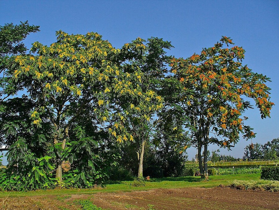 Ảnh minh hoạ Thanh Thất (Ailanthus altissima) 4