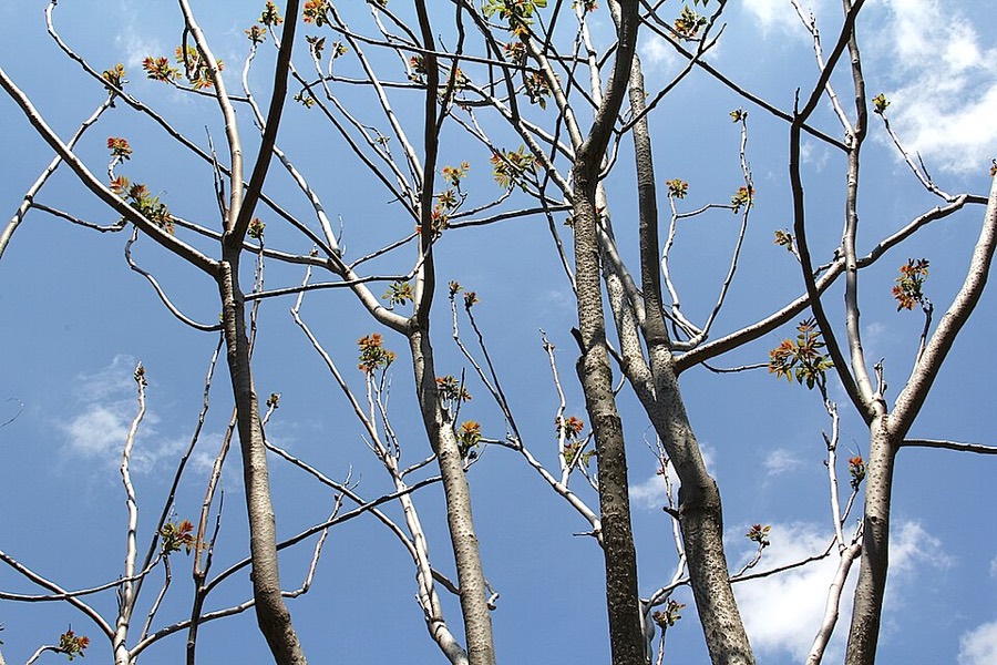 Ảnh minh hoạ Thanh Thất (Ailanthus altissima) 5