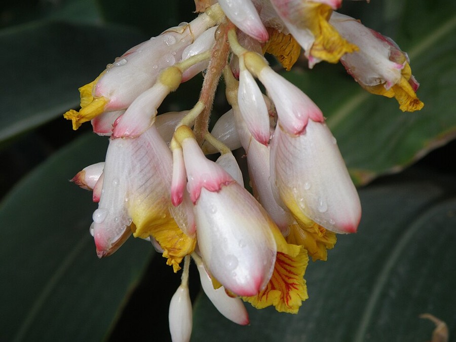 Ảnh minh hoạ Thảo Đậu Khấu (Alpinia katsumadai) 4