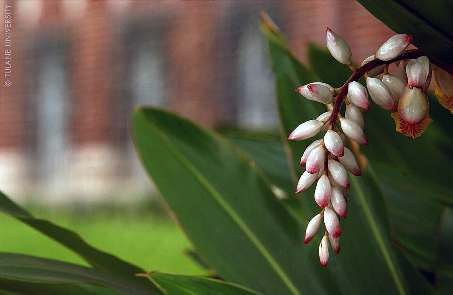 Ảnh minh hoạ Thảo Đậu Khấu (Alpinia katsumadai) 5