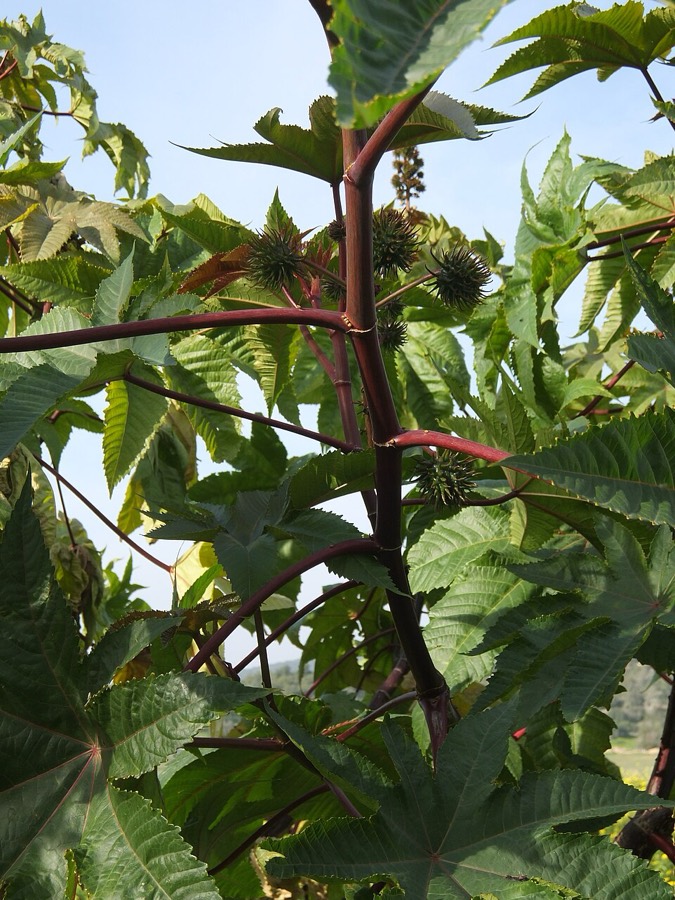 Ảnh minh hoạ Thầu Dầu (Ricinus communis) 4