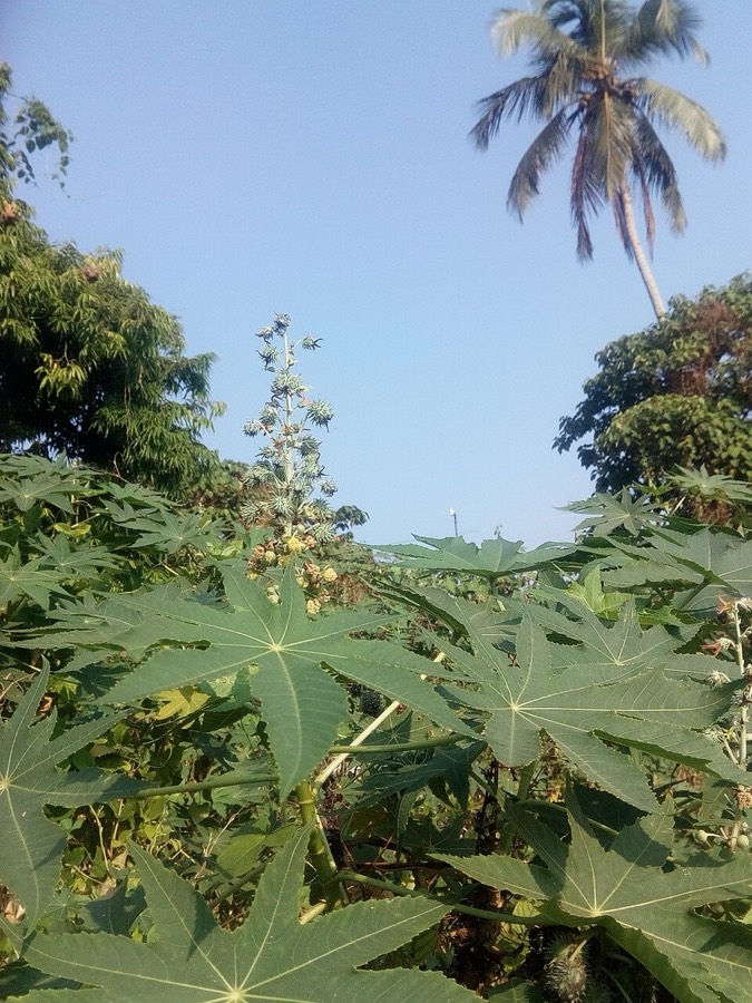 Ảnh minh hoạ Thầu Dầu (Ricinus communis) 5
