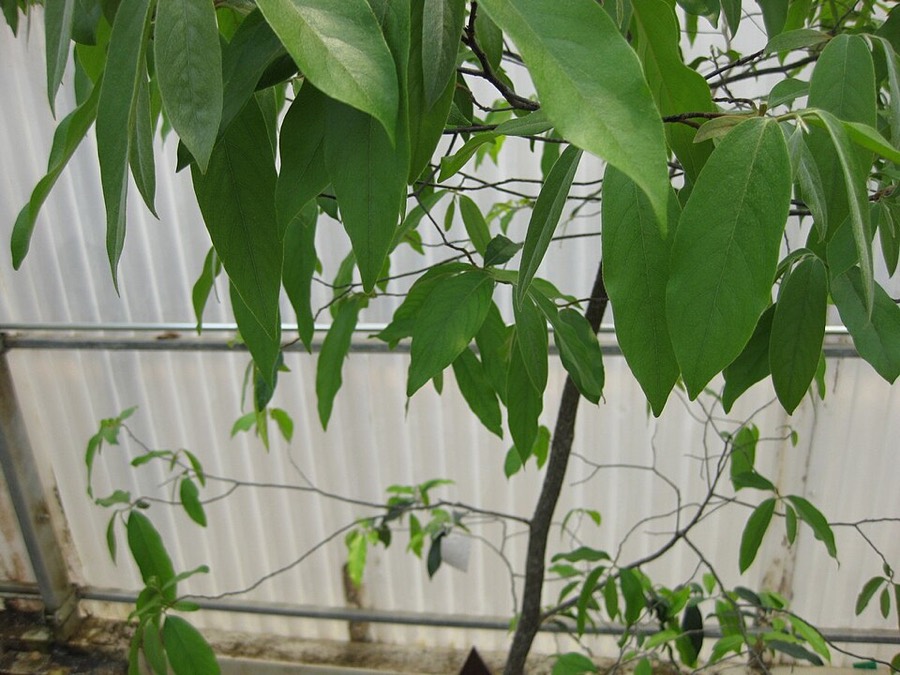 Ảnh minh hoạ Thị (Diospyros decandra) 2