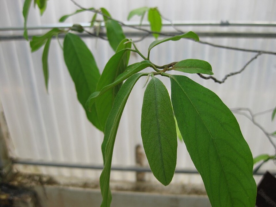 Ảnh minh hoạ Thị (Diospyros decandra) 3