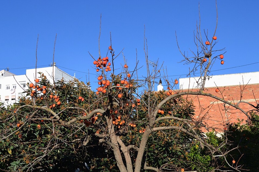 Ảnh minh hoạ Thị Đế (Diospyros kaki) 5