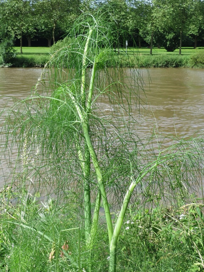 Ảnh minh hoạ Thìa Là (Anethum graveolens) 4