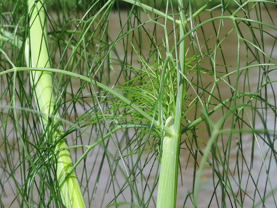 Ảnh minh hoạ Thìa Là (Anethum graveolens) 5