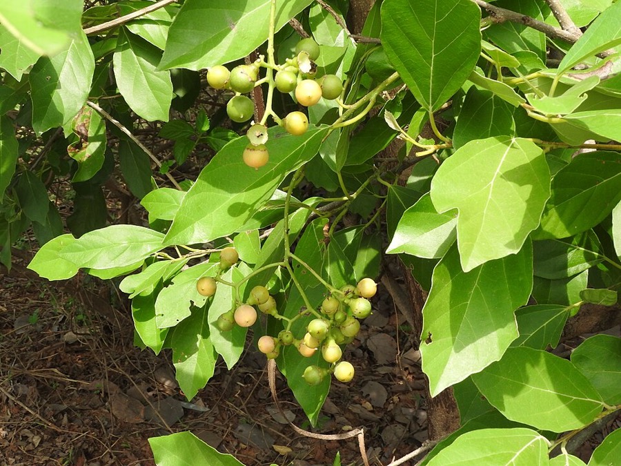Ảnh minh hoạ Thiên Đầu Thống (Cordia obliqua) 1