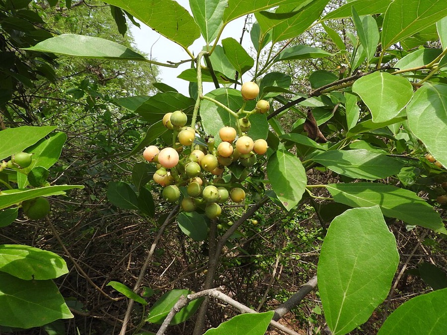 Ảnh minh hoạ Thiên Đầu Thống (Cordia obliqua) 2