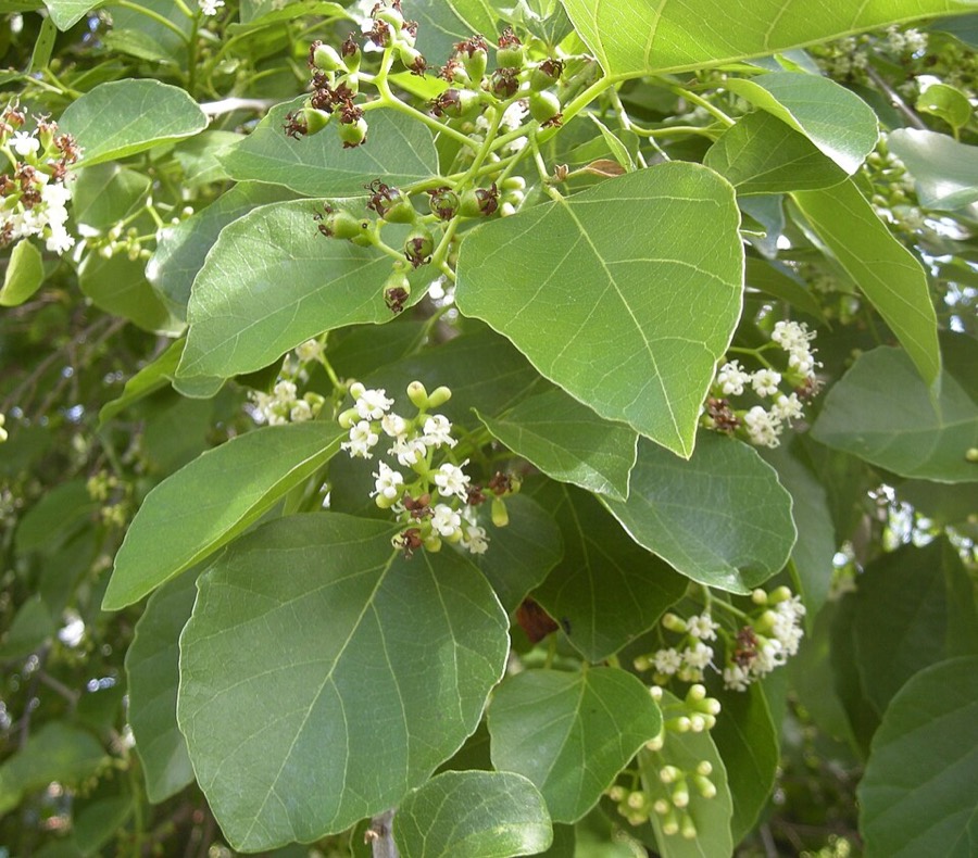 Ảnh minh hoạ Thiên Đầu Thống (Cordia obliqua) 3