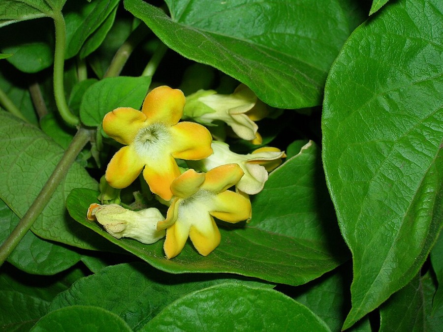 Ảnh minh hoạ Thiên Lý (Telosma cordata) 4