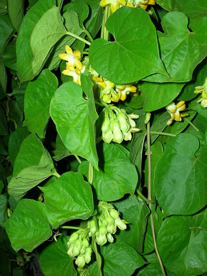 Ảnh minh hoạ Thiên Lý (Telosma cordata) 5