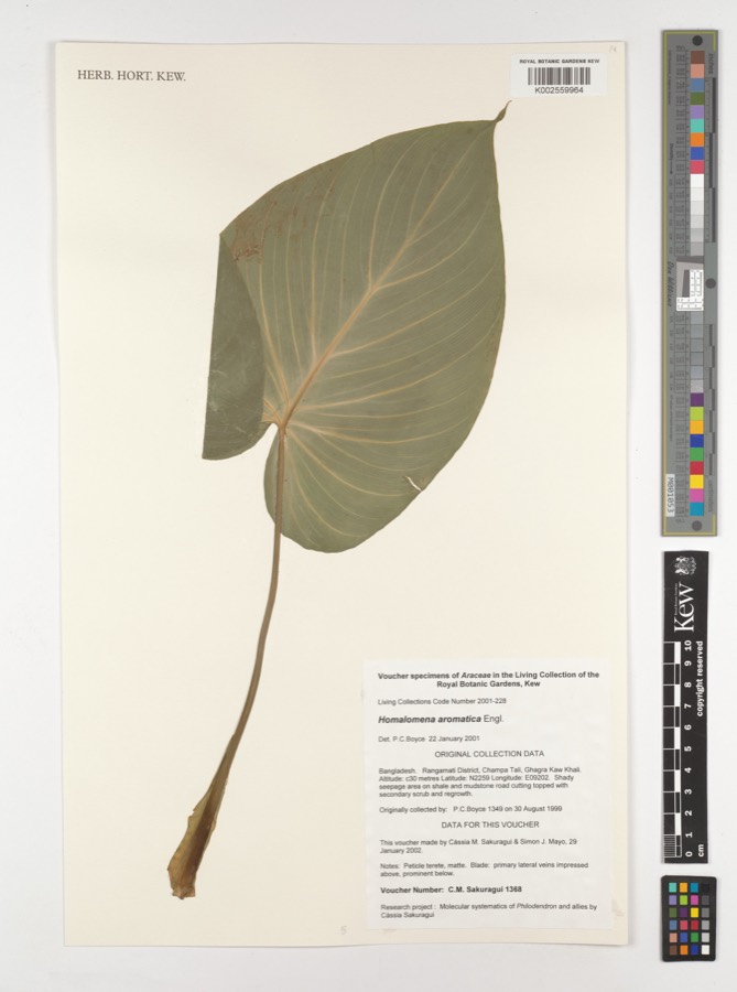 Ảnh minh hoạ Thiên Niên Kiện (Homalomena aromatica) 4