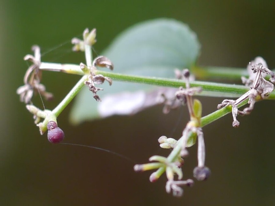 Ảnh minh hoạ Thiến Thảo (Rubia cordifolia) 1
